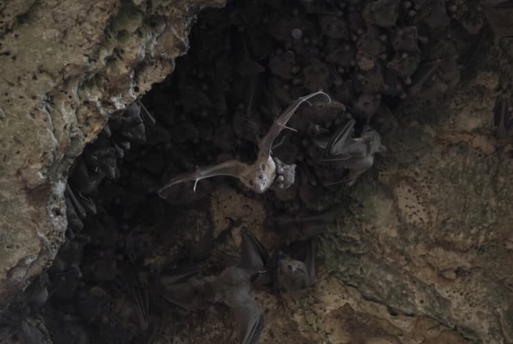 נקבת עטלף פירות והגור שלה