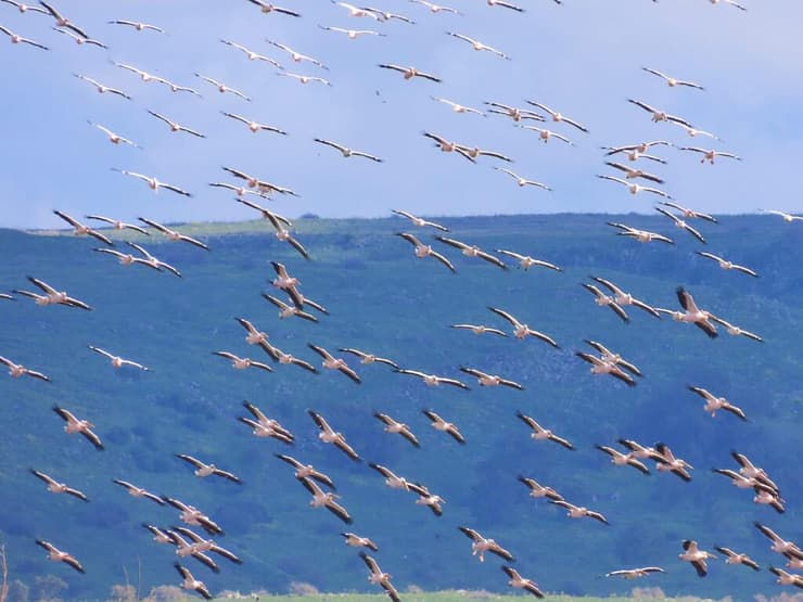להקת שקנאים מעל האגמון