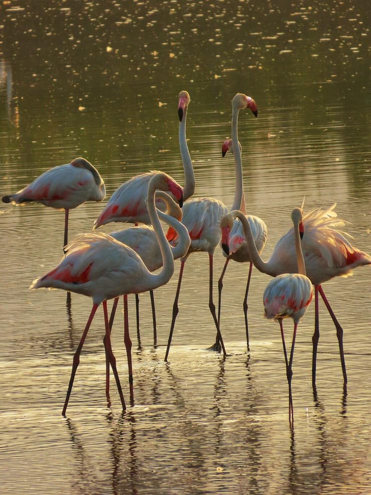 פלמינגו שעצרו למנוחה באגמון