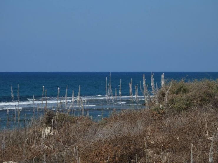 חצבים פורחים בשמורת תל דור (צילום: שרית פלאצ'י מיארה, רשות הטבע והגנים) חצבים פורחים בשמורת תל דור