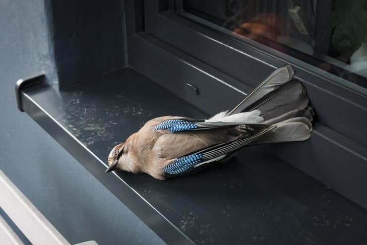 עורבני מת ליד חלון (צילום: smutny pan, shutterstock) עורבני מת ליד חלון