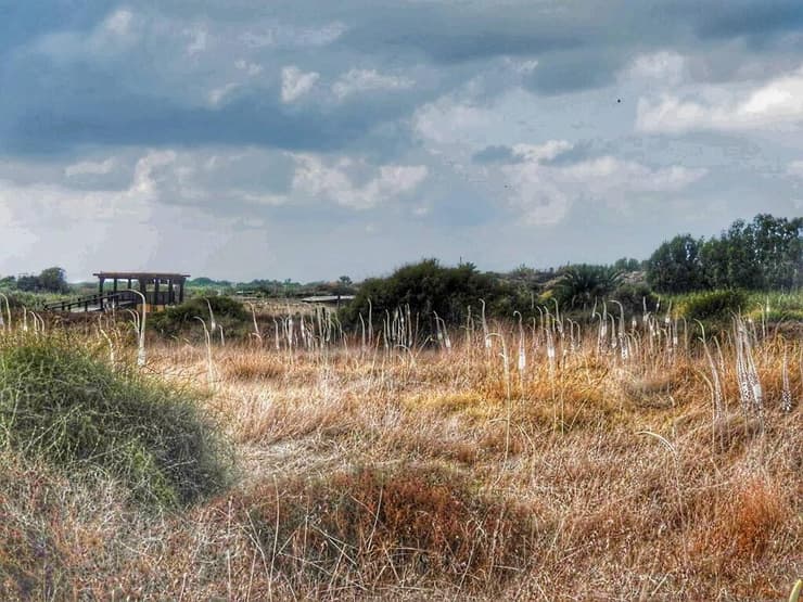 חצבים פורחים בשמורת נחל תנינים (צילום: שרית פלאצ'י מיארה, רשות הטבע והגנים) חצבים פורחים בשמורת נחל תנינים