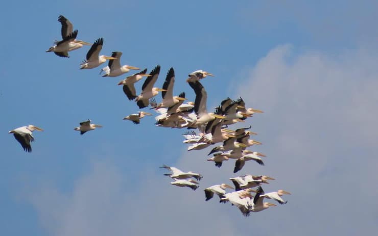 שקנאים בדרכם דרומה