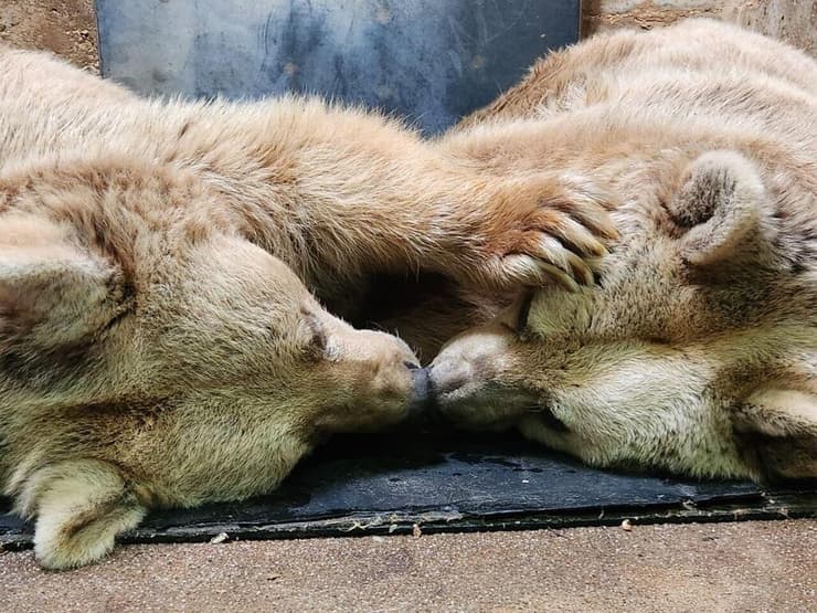 הפרידה של בו ובבט, הדובות הסוריות. בו מתה מגידול סרטני שגדל לגרורות