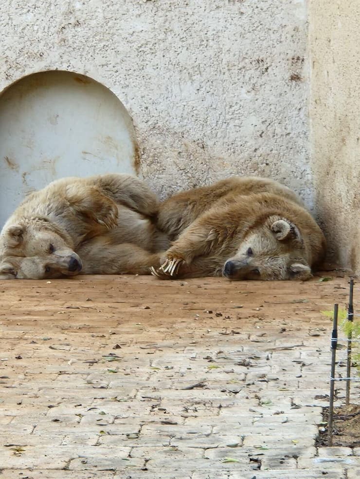 הפרידה של בו ובבט, הדובות הסוריות. בו מתה מגידול סרטני שגדל לגרורות