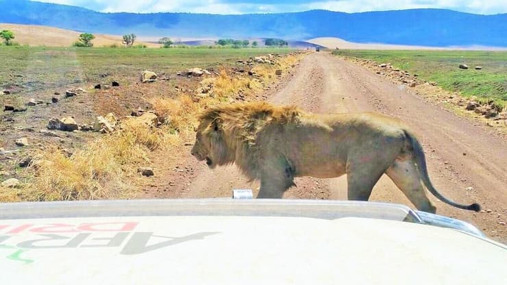 להגיע הכי קרוב אל בעלי החיים במסע אפריקן דרייב 