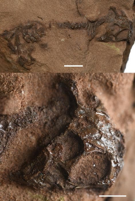 מאובניו של הזוחל הקדמון Agriodontosaurus helsbypetrae, שהתגלה בדבון שבדרום-מערב אנגליה