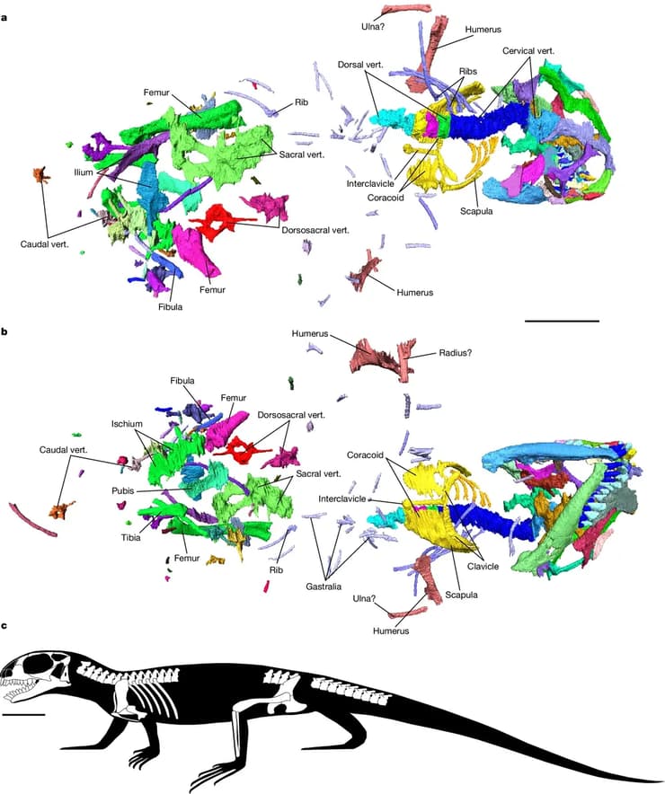 סריקת מאובני הגולגולת של הזוחל הקדמון Agriodontosaurus helsbypetrae
