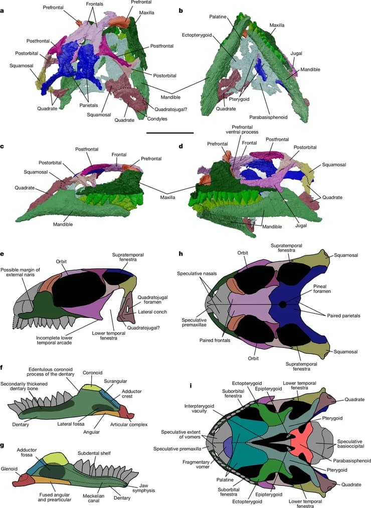 סריקת מאובני הגולגולת של הזוחל הקדמון Agriodontosaurus helsbypetrae