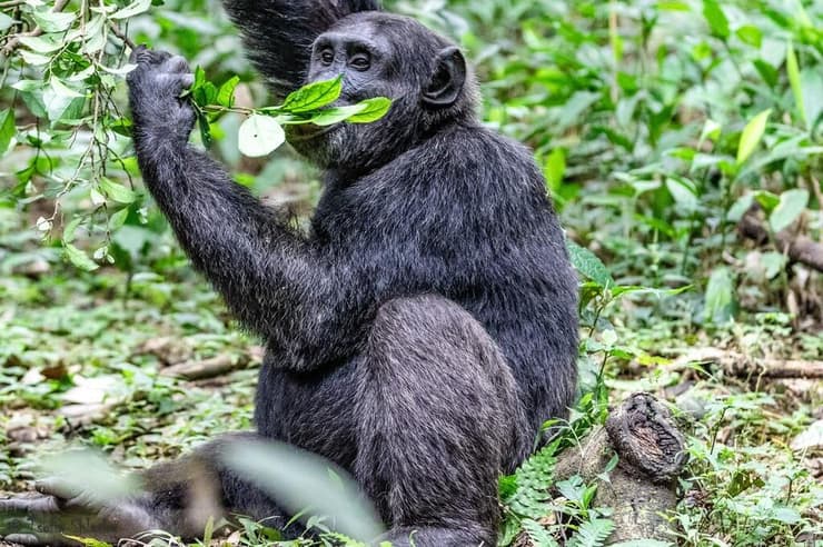 אוגנדה היא אחד המקומות האחרונים בהם ניתן לראות שימפנזים בטבע 