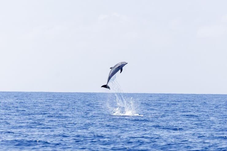 דולפין שנצפה במורדות הכרמל