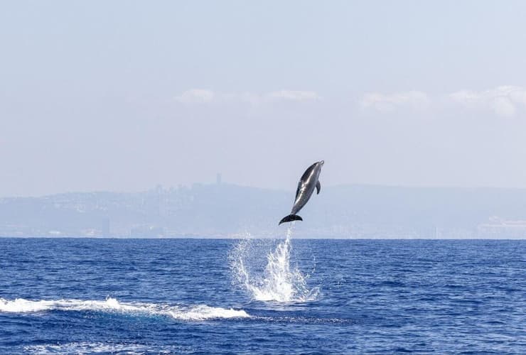 דולפין שנצפה במורדות הכרמל