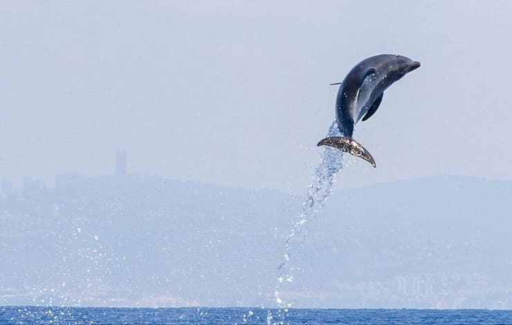 דולפין שנצפה במורדות הכרמל