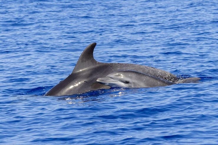 דולפין שנצפה במורדות הכרמל