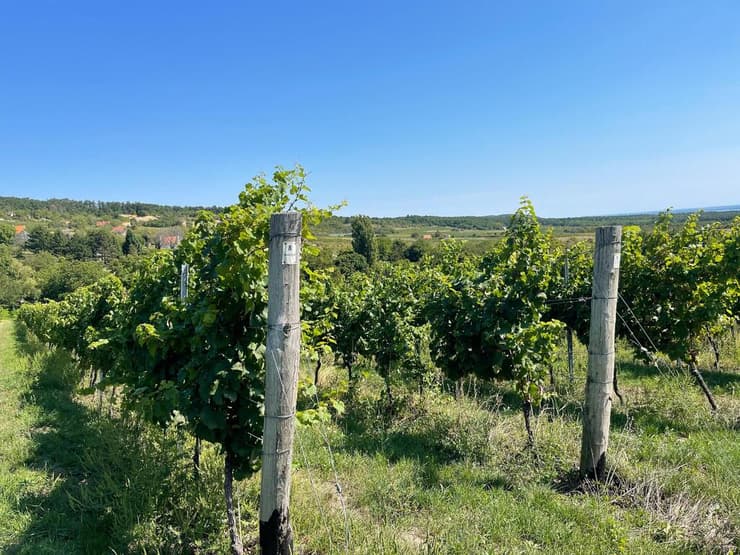 אווירה כפרית מחוץ למסעדה (צילום: ליהיא גורדון) אווירה כפרית מחוץ למסעדה