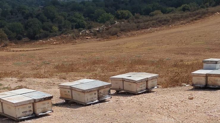 טרור חקלאי נגד הדבוראים הוותיקים של קיבוץ עין חרוד מאוחד שבגלבוע: כ-40 כוורות הושמדו ע"י אלמונים שפיזרו אבקת רעל 