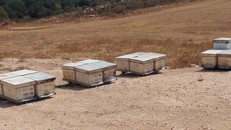 טרור חקלאי נגד הדבוראים הוותיקים של קיבוץ עין חרוד מאוחד שבגלבוע: כ-40 כוורות הושמדו ע"י אלמונים שפיזרו אבקת רעל 