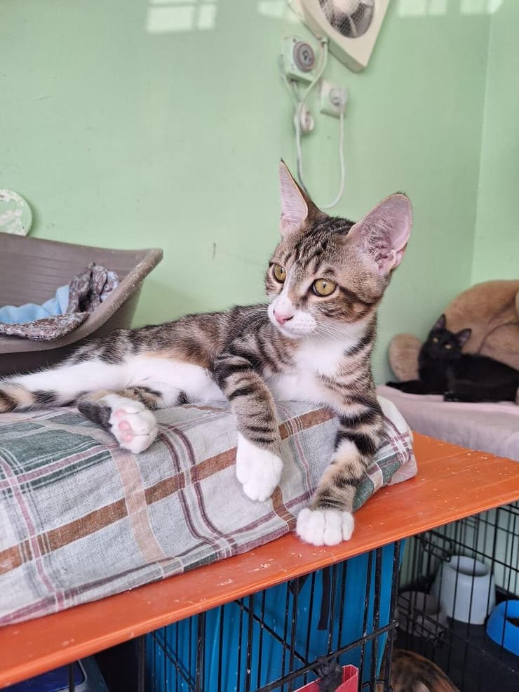 ספי (צילום: כפר סבא ורעננה אוהבות חיות) ספי