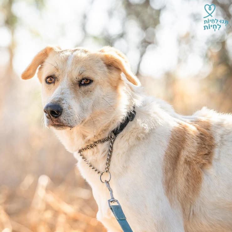 ליזה (צילום: תנו לחיות לחיות) ליזה