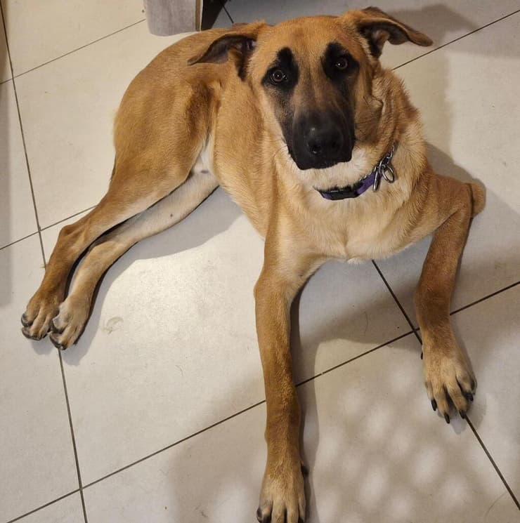 ברונו (צילום: חיים חדשים לכלבים) ברונו