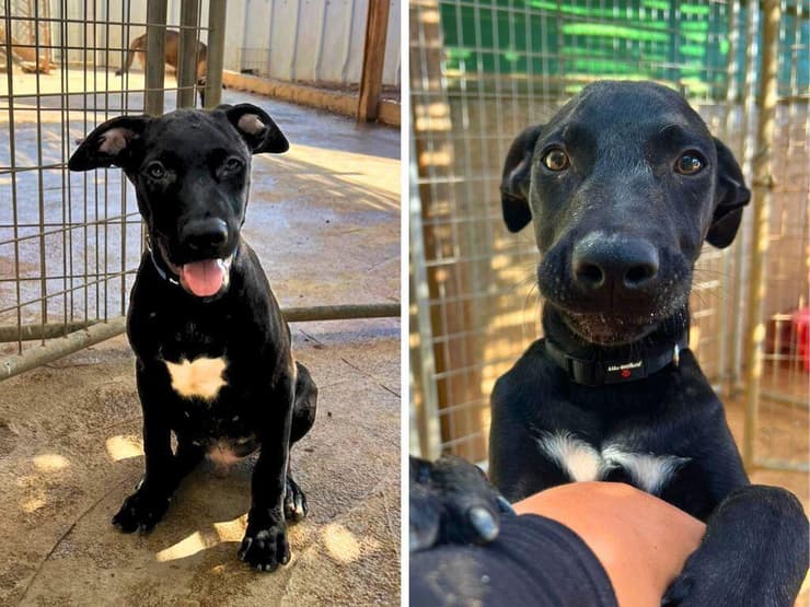 יאיר ואורי (צילום: עמותת כלבלאב - אימוץ כלבים בצפון) יאיר ואורי