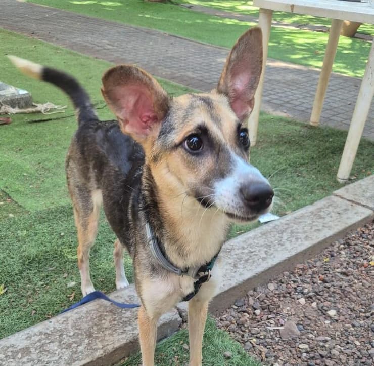 סאלי (צילום: עמותת S.O.S חיות) סאלי