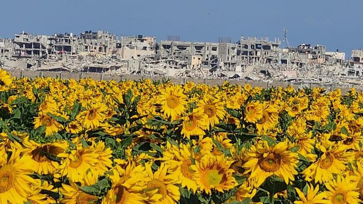 החמניות של נחל עוז וברקע חורבות שג'אעיה (צילום: פרייבך מורג) החמניות של נחל עוז וברקע חורבות שג'אעיה