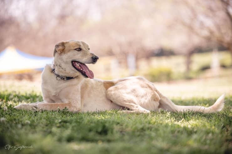 ליאו (צילום: אופיר גרשקוביץ) ליאו