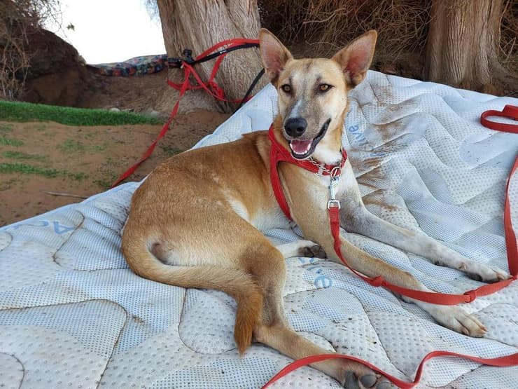 רואי (צילום: עמותת חבר לי) רואי