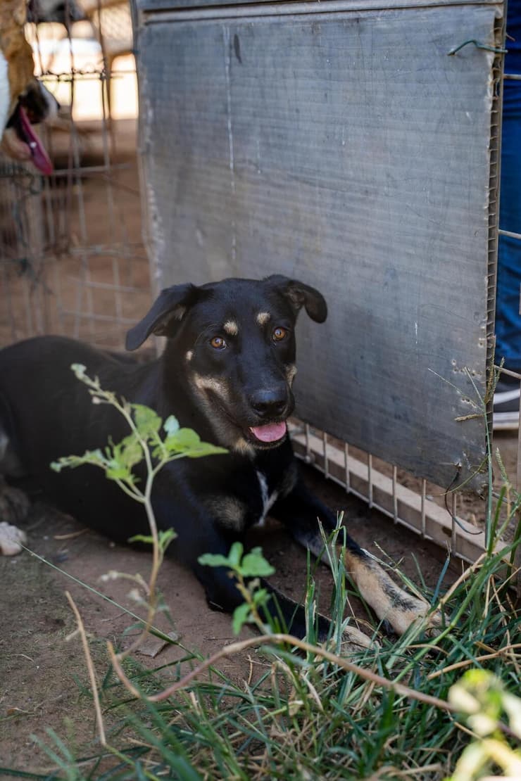 ג'ימי (צילום: עמותת חבר למען הכלבים) ג'ימי