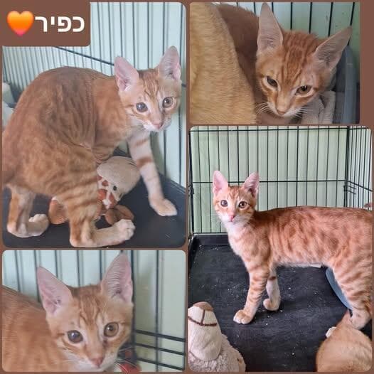 כפיר (צילום: כפר סבא ורעננה אוהבות חיות) כפיר