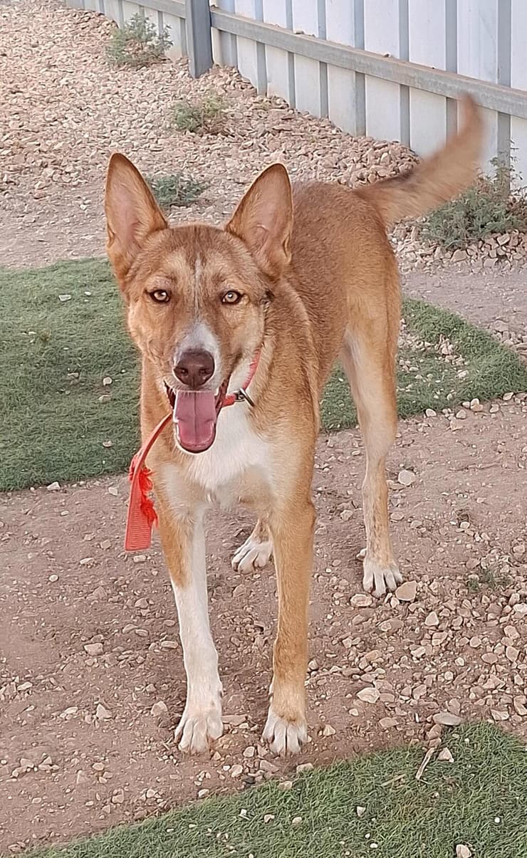 בובי (צילום: עמותת החיות ואנחנו) בובי