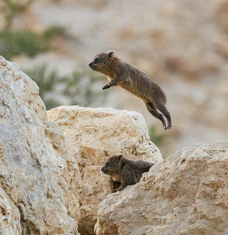 שפן סלע מקפץ מעל שפן אחר