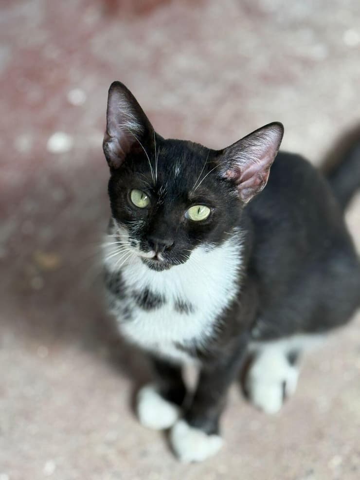 פיטר (צילום: עמותת כפר החתולים) פיטר