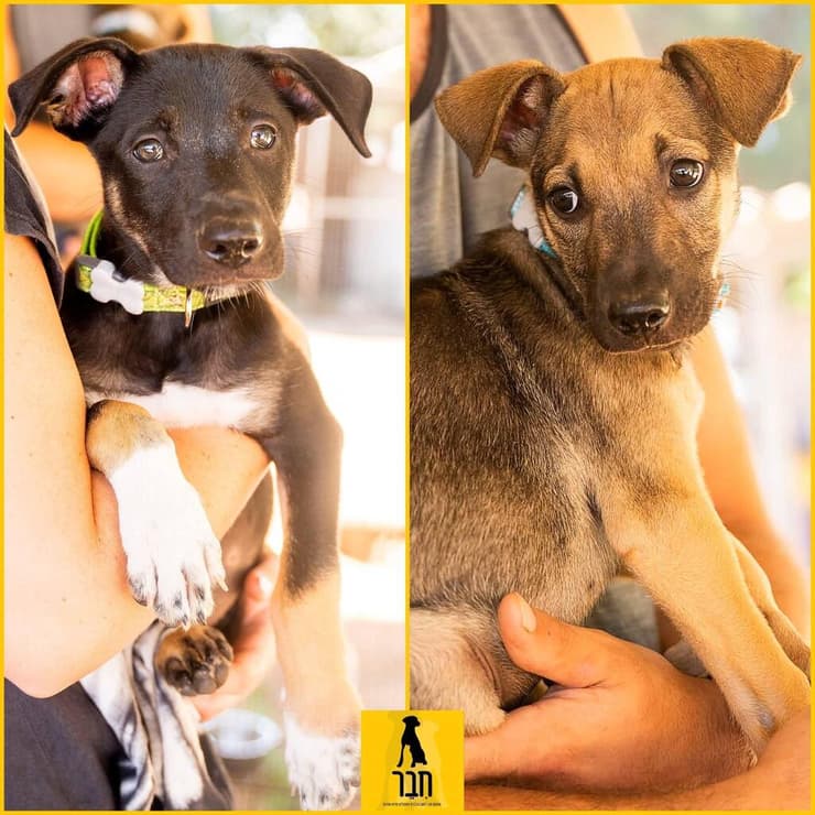 סול ודו (צילום: עמותת חבר למען הכלבים) סול ודו