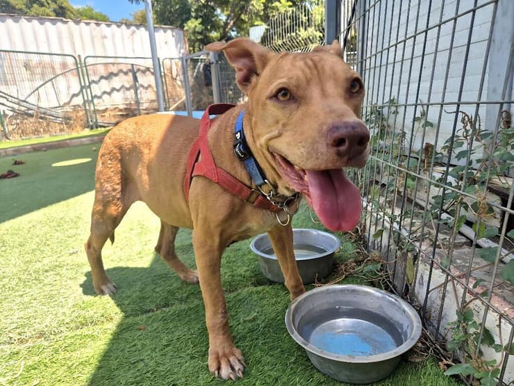 שונה (צילום: עמותת חבר לי) שונה