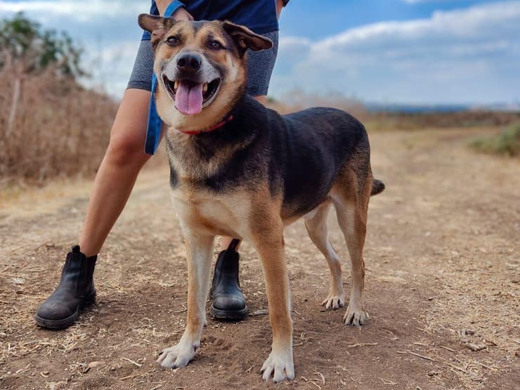 אולי (צילום: עמותת כלבלאב - אימוץ כלבים בצפון) אולי