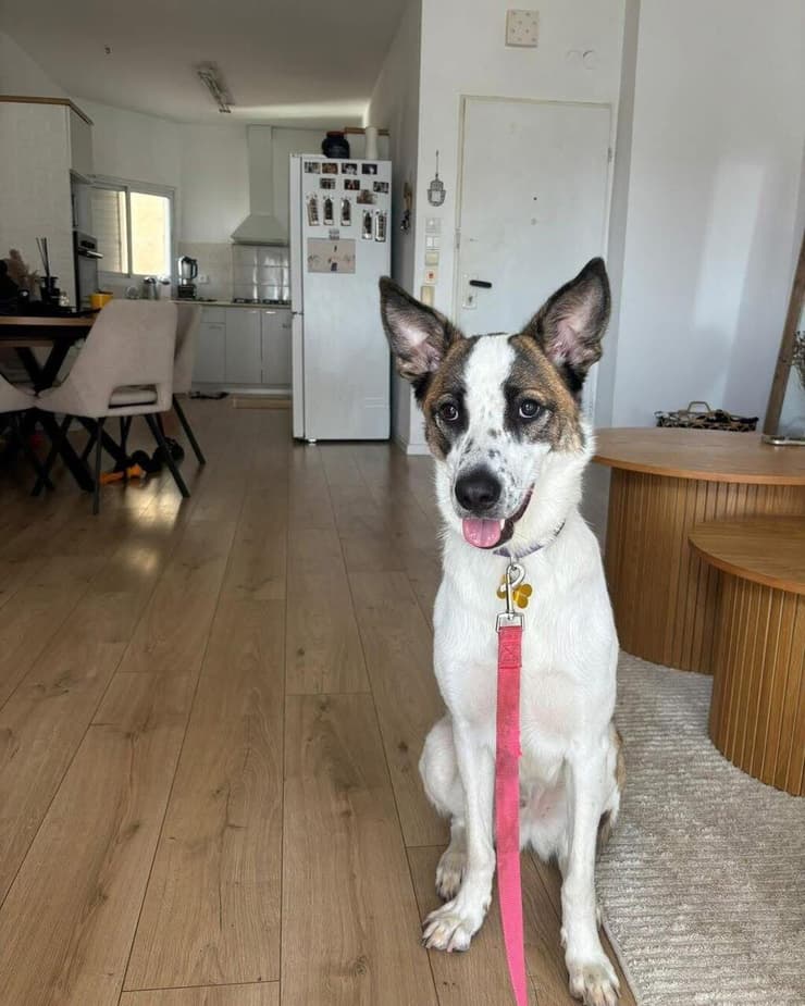 סנופקין (צילום: חיים חדשים לכלבים) סנופקין