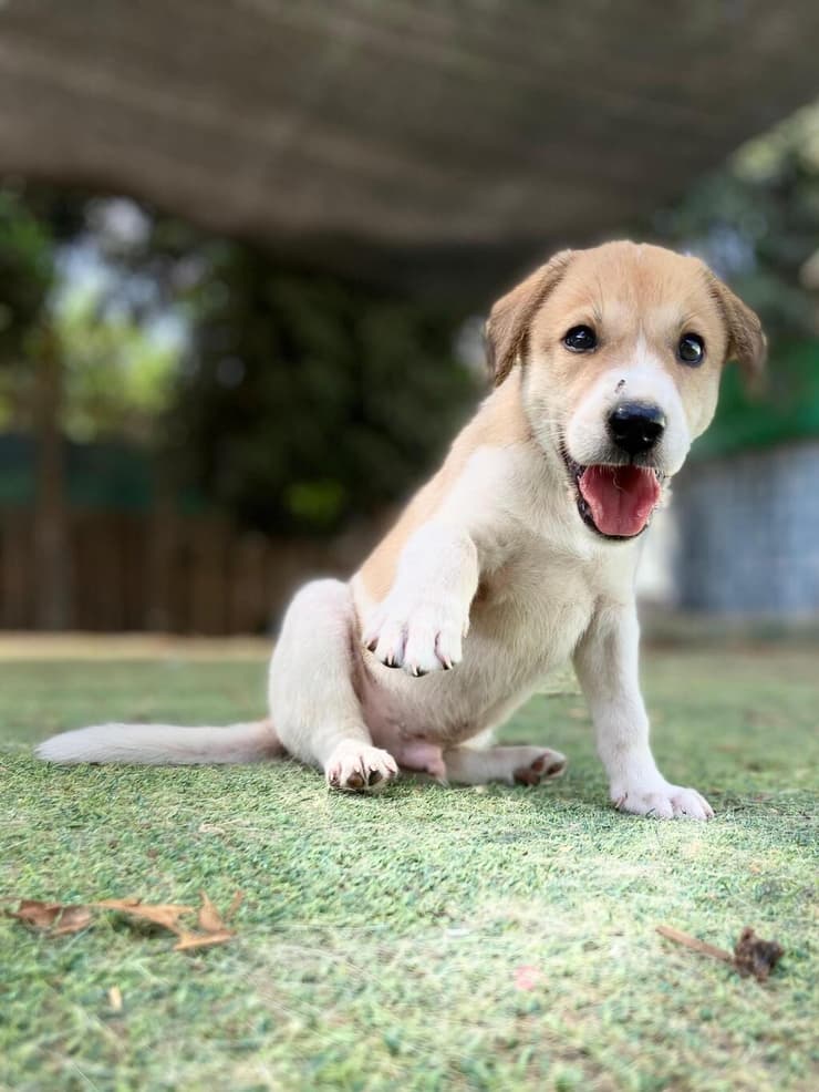 ברונו (צילום: עמותת חבר למען הכלבים) ברונו