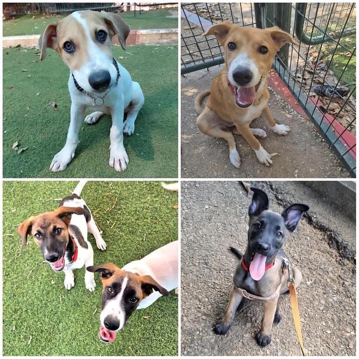 גורים (צילום: עמותת חבר לי) גורים