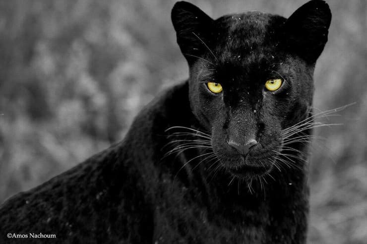 הנמרה השחורה גיזה