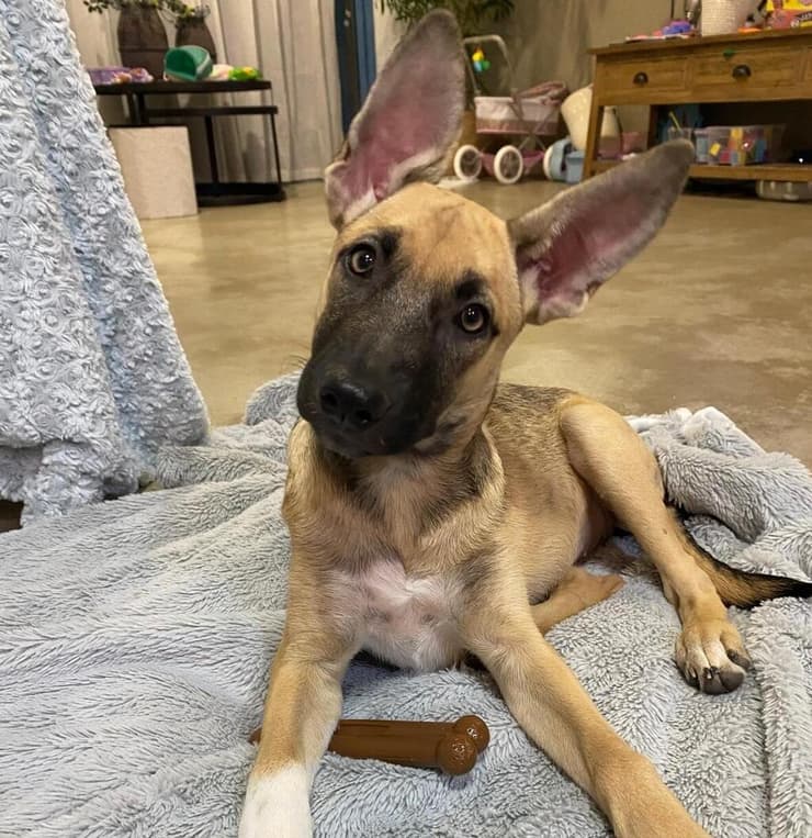 אלבה (צילום: עמותת S.O.S חיות) אלבה