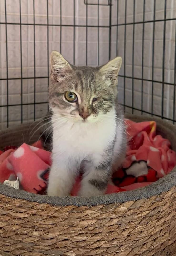 פלורה (צילום: באר שבע אוהבת חיות) פלורה