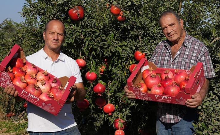 נמרוד זמירי עם אביו במטע רימונים יסוד המעלה 