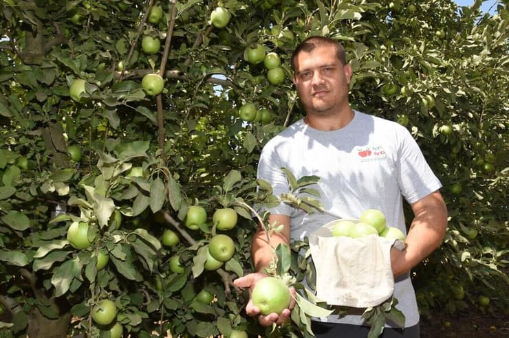 פול, חקלאי מקיבוץ ברעם במטע התפוחים שלו