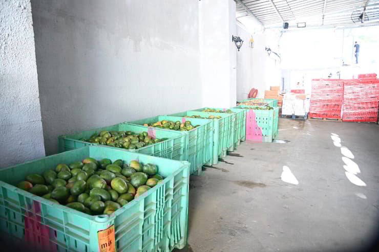 תחילת מסלול האיסוף במיכלי המנגו   