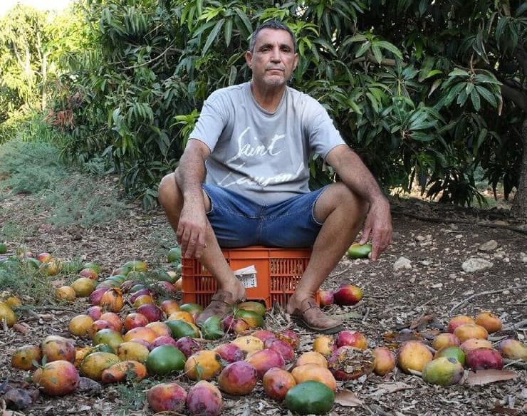 "לקטוף את המנגו עולה לי יותר ממה שאקבל עליו". רוברט אמרוסי (צילום: אפי שריר) "לקטוף את המנגו עולה לי יותר ממה שאקבל עליו". רוברט אמרוסי