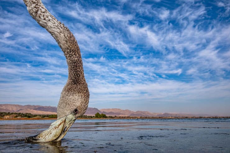 פורטרט של פלמינגו