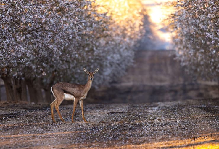 צבי במטע שקדים