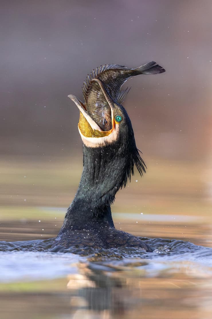 קורמורן ודג